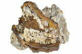 Agatized Fossil Coral Geode - Florida #188189-1